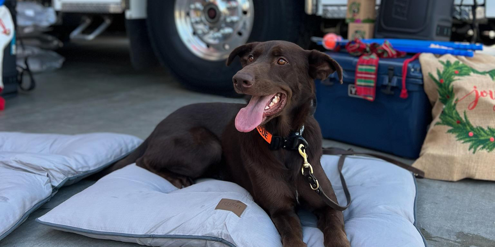 Search and Rescue Dog at the Hermosa Beach Fire Station