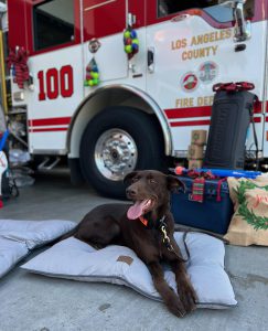 Search and rescue dog at the Hermosa Beach Fire Station